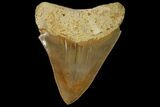 Serrated, Fossil Megalodon Tooth - Indonesia #151824-2